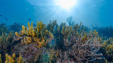 Sulawesi (Lembeh and Manado)