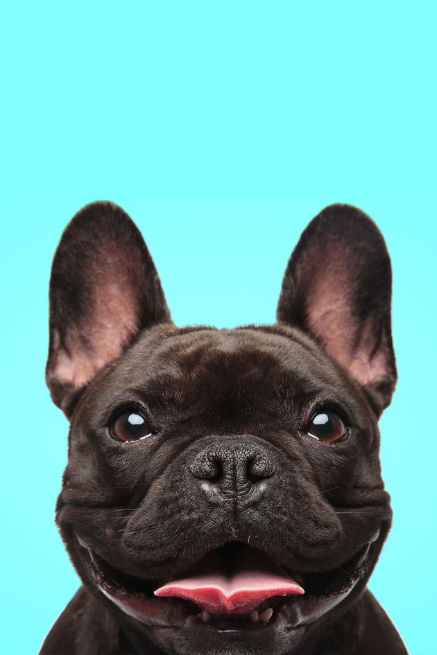 The Pet Collective Top 100 of 2021