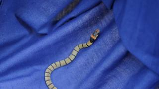 Aussie Snake Wranglers