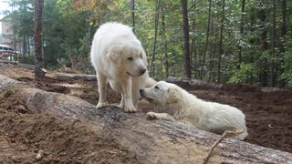 Homestead Rescue