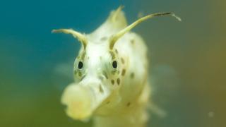 Life in Dark Water Life in Dark Water