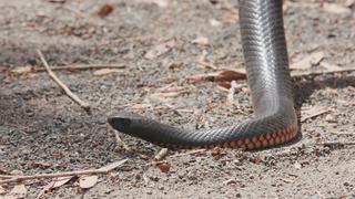 Red Belly Returns Red Belly Returns