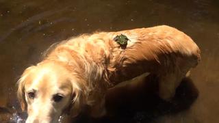 Haunted House of Pets Haunted House of Pets