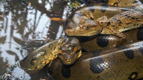 Snakelike Sea Monster; North Korean Supersoldier