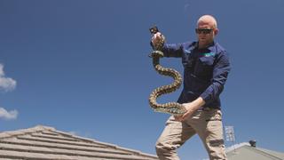 Aussie Snake Wranglers