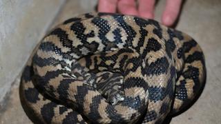 Python Spectacular