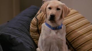 The Truth About Will and Dogs The Truth About Will and Dogs