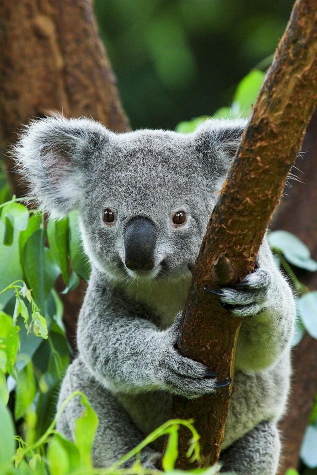 Wildest Places: Australia