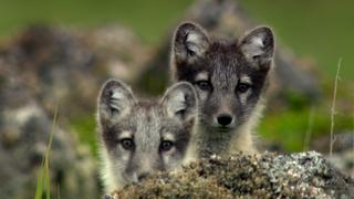 Morning Glory Morning Glory