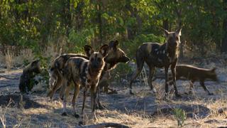 Laugh-ternoon Fun Laugh-ternoon Fun