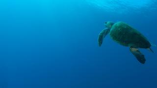 Open Ocean Open Ocean