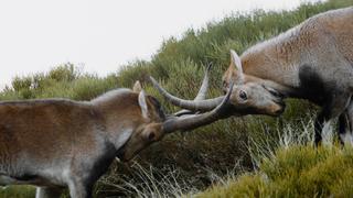 The Fight for Life The Fight for Life