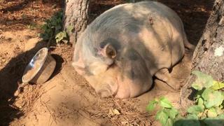 Farm Animals Farm Animals