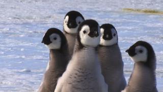 Wildest Places: Antarctic