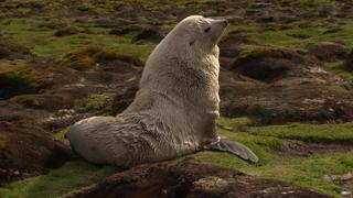 Wildest Places: Antarctic