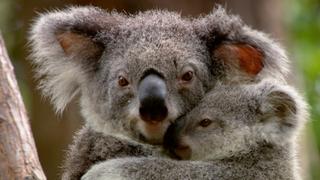 Furry Families Furry Families