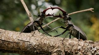 The Struggle for Love