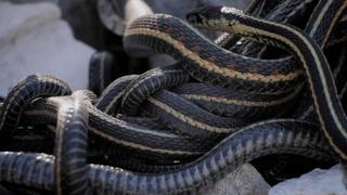 The Struggle for Love The Struggle for Love