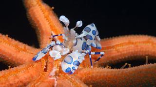 Allies and Adversaries