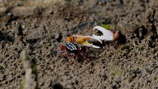 The Fight for Territory