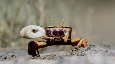 The Fight for Territory