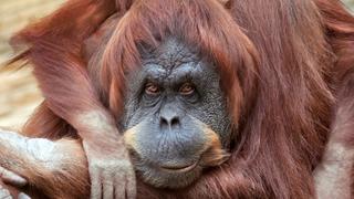 How the Wild Things Sleep