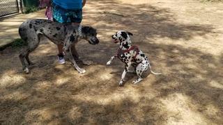 Great Danes Great Danes