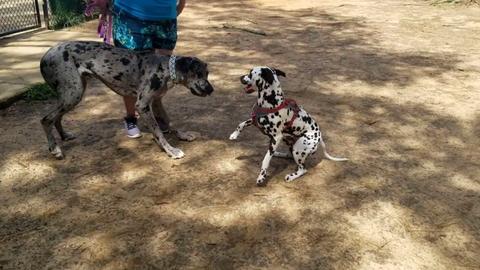 Great Danes