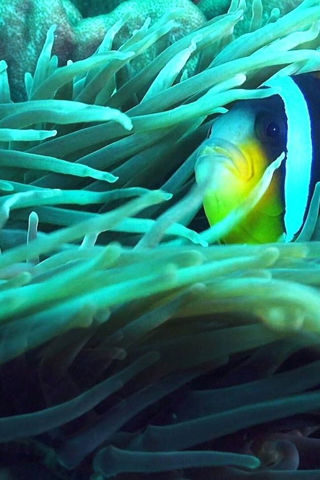 Weird, Wild & Wonderful