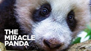 The Miracle Panda