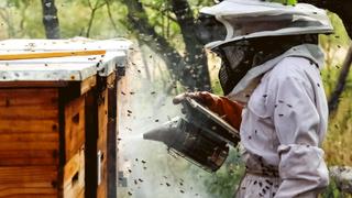 Great Hive Heist Great Hive Heist
