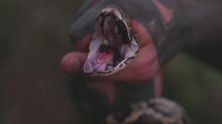 Python & Saw Palmetto Python & Saw Palmetto