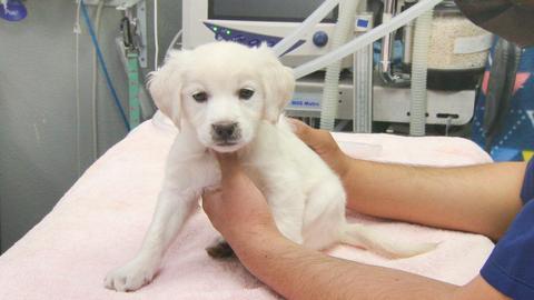 Little Puppy, Big Heart