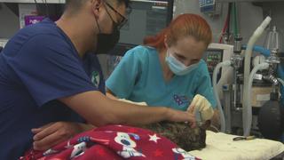 Dr. Jeff: Rocky Mountain Vet