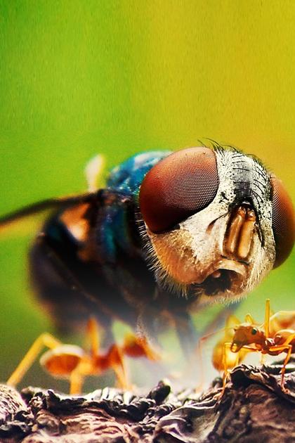 Creepy Crawlies