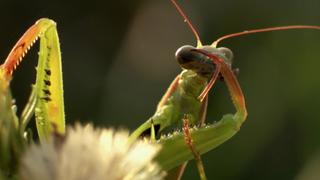 Creepy Crawlies