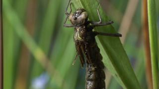 Creepy Crawlies