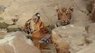 Sunny Snow Sunny Snow