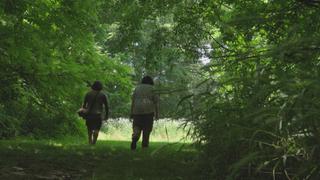 Cicadas & Mulberries Cicadas & Mulberries