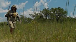 Texas Hog and Beautyberry Texas Hog and Beautyberry