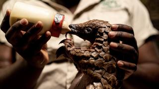 Walking with a Pangolin Walking with a Pangolin