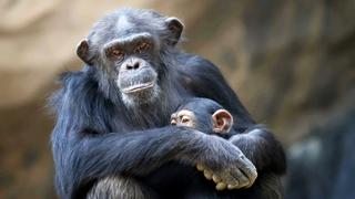 Planet Earth: Dynasties