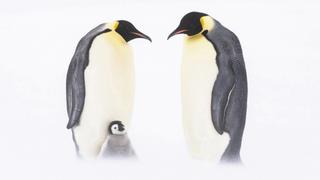 Emperor Penguins Emperor Penguins