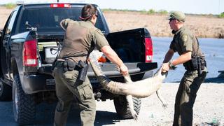 Gator Poacher Gator Poacher