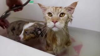 Aussie Shepherds Aussie Shepherds