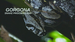 Gorgona: Snake Prison Island