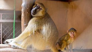 Malawi Wildlife Rescue