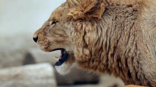 Serial Killer Creatures Serial Killer Creatures