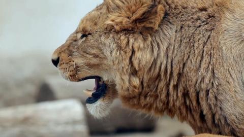 Serial Killer Creatures