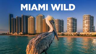 Miami Wild